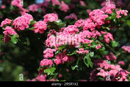 Double Pink flowering Hawthorn, Crataegus laevigata Rosea Flore Pleno Stock Photo