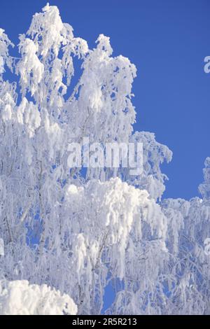 Frost on tree branch, Hokkaido, Japan Stock Photo - Alamy