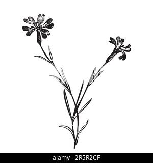 Botanical hand drawn plant. Wildflower bouquet isolated on background. Spring Summer vintage flowers. Creative linear style. Graphic design wedding in Stock Vector