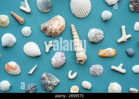Sea shells pattern. Summery seashells background. Stock Photo