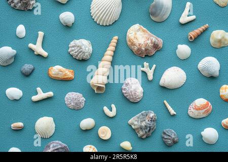 Sea shells pattern. Summery seashells background. Stock Photo