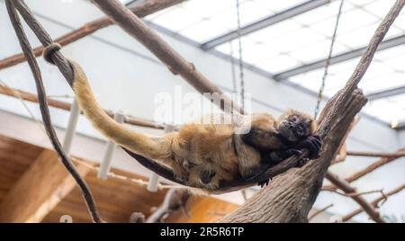 Black-handed spider monkey laying down resting in his cage at Como Park Zoo and Conservatory, St. Paul, Minnesota USA. Stock Photo