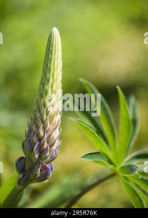 The tip of unopened Lupins ( Lupinus ) 'Persian Slipper' in the flower borders of Rousham House Gardens in Oxfordshire. Stock Photo