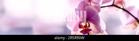 Universal banner 4x1 for websites, social networks and typography purple orchid on the window Stock Photo