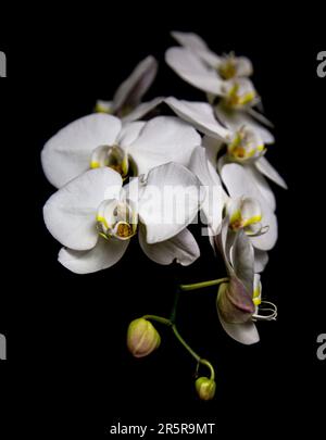 A closeup shot of multiple moth orchid flowers isolated against a dark black background. Stock Photo