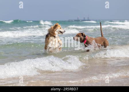 Dogs play together on the beach Stock Photo