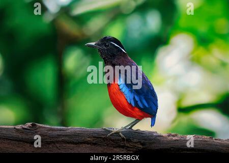 A vibrant bird with a multi-colored plume of feathers, consisting of hues of red, blue and green Stock Photo