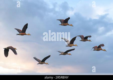 A group of birds soar across a cloudy sky above a sandy beach Stock Photo