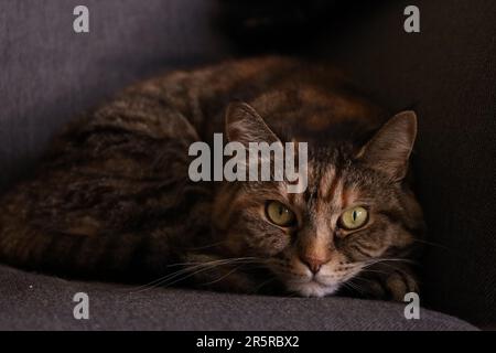 Tabby cat lying on sofa, looking at the camera Stock Photo