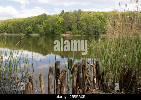 photo reflection of the green crown of trees and the sky with clouds in the water in a lake in the forest Stock Photo
