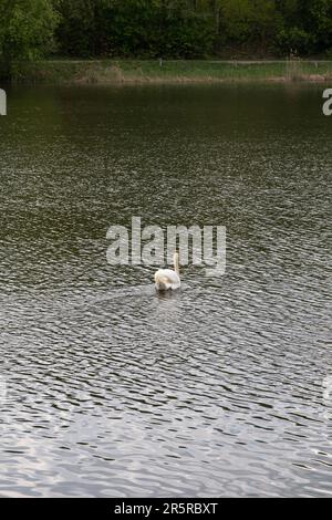 photo white swan floating on the lake in the distance view from above Stock Photo