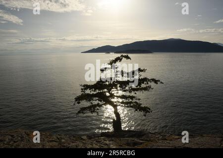 Sunset silhouette of a jack pine tree at Jack Pine Point in British Columbia Canada on a rocky cliff overlooking water towards islands in the distance Stock Photo