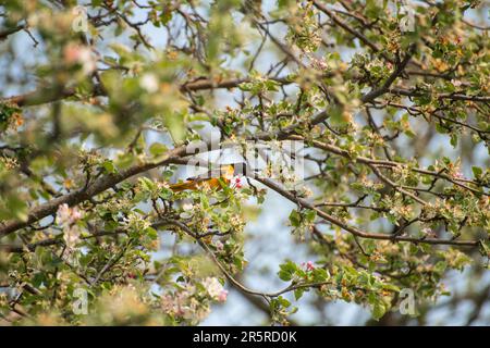 Balitmore oriole (Icterus galbula) bird perching on a blooming apple tree in spring, eating from apple blossoms Stock Photo