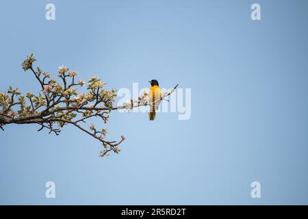 Balitmore oriole (Icterus galbula) bird perching on a blooming apple tree in spring, looking to the side, on a blue sky background Stock Photo