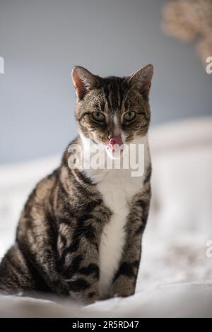 House cat with classic tabby coat and white chest sitting on bed licking nose while looking at the camera Stock Photo