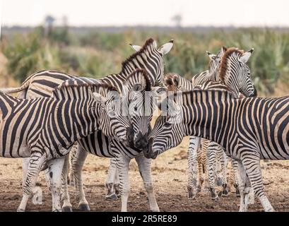 A large group of zebra congregate together in a vast open field, standing in close proximity to one another Stock Photo