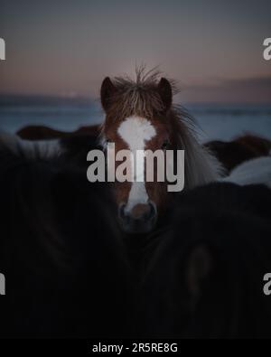A pair of majestic horses standing side by side in a lush meadow, their ...