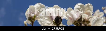 4x1 banner for social networks and a website. Branches of a large blooming magnolia with large white flowers on a blue sky background Stock Photo