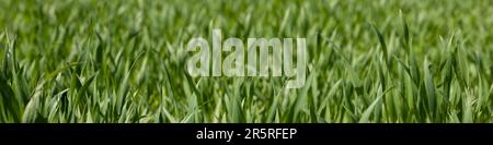 4x1 banner for social networks and websites. Green grass of a football field close-up Stock Photo