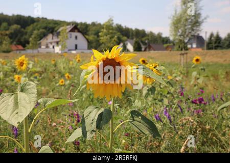A single sunflower in full bloom stands in contrast against a vast backdrop of colorful flowers in a large field Stock Photo