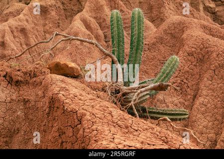 A closeup shot of small cactus growing on a rocky cliff with a piece of driftwood Stock Photo