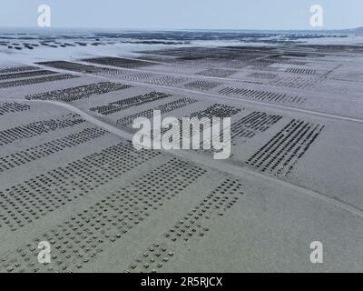 Aerial view of Oyster farm. Sustainable farming. Oyster farming is an aquaculture practice. Oyster farming at Ang Sila town, Chonburi, Thailand. Land Stock Photo