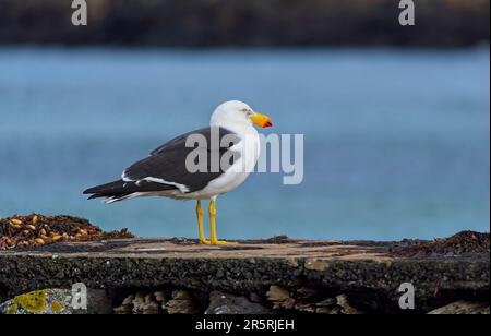 A Pacific gull (Larus pacificus) perched on the shore Stock Photo