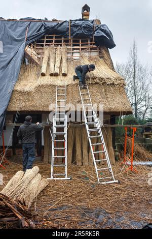 France, Eure, Route des Chaumières loop, near Pont-Audemer, Norman half-timbered house with thatched roof, roof renovation Stock Photo
