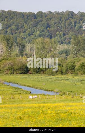 France, Eure, Saint-Sulpice-de-Grimbouville, cows in pastures and forest bordering the Risle valley Stock Photo