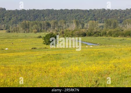 France, Eure, Saint-Sulpice-de-Grimbouville, cows in pastures and forest bordering the Risle valley Stock Photo