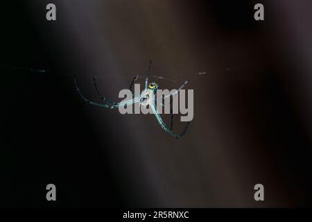 An Orchard Spider sitting in its web Stock Photo