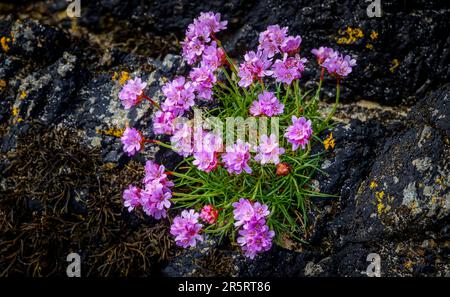 Sea Pinks - also known as Thrift - growing amongst the rocks on a beach on the island of Coll, Scotland Stock Photo