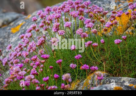 Sea Pinks - also known as Thrift - growing amongst the rocks on a beach on the island of Coll, Scotland Stock Photo