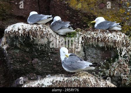 Kittiwakes perched on rocky outcrop, Dunmore East, County Waterford, Ireland Stock Photo