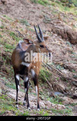 Zambia, South Luangwa natioinal Park, Luangwa river, Bushbuck (Tragelaphus scriptus), male Stock Photo