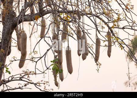 Zambia, South Luangwa natioinal Park, Sausage tree (Kigelia africana), fruits Stock Photo