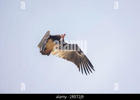 Zambia, South Luangwa natioinal Park, white-headed vulture (Trigonoceps occipitalis), flying Stock Photo