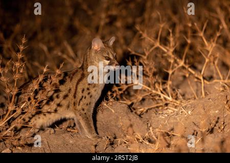 Zambia, South Luangwa natioinal Park,Common genet or Small-spotted Genet (Genetta genetta) Stock Photo