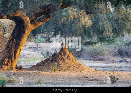 Africa, Zambia , Lower Zambezi National Park (Lower Zambezi), Termite mound, colony of social insects: termites Stock Photo