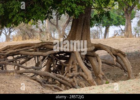 Zambia, South Luangwa natioinal Park, Root system exposed by erosion Stock Photo