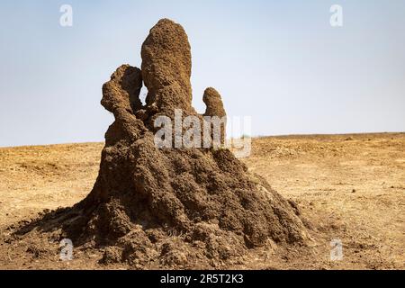 Africa, Zambia , Lower Zambezi National Park (Lower Zambezi), Termite mound, colony of social insects: termites Stock Photo