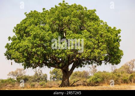Zambia, South Luangwa natioinal Park, Sausage tree (Kigelia africana), fruits Stock Photo