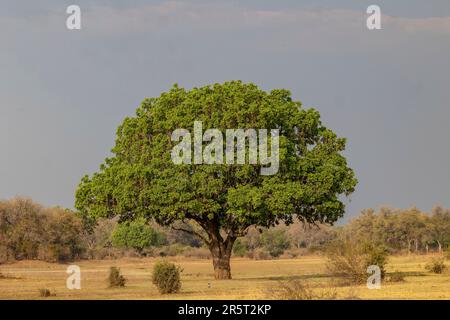 Zambia, South Luangwa natioinal Park, Luangwa river, Sausage tree (Kigelia africana) Stock Photo