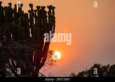 Zambia, Kafue natioinal Park, Candelabra tree (Euphorbia candelabrum) at sunrise Stock Photo
