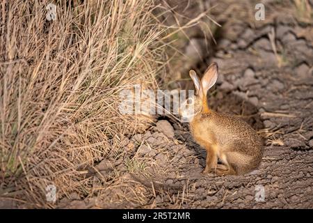 Zambia, Kafue natioinal Park, Scrub hare (Lepus saxatilis) Stock Photo