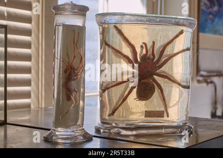 France, Paris, National Museum of Natural History, Laboratory of Arachnology, Theraphosa blondi (Goliath birdeater or goliath tarantula) and a Solifuge known as camel spider, wind scorpion or sun spider Stock Photo