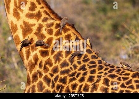 Zambia, South Luangwa natioinal Park, Rhodesian giraffe (Giraffa camelopardalis thornicrofti), more commonly known as Thornicroft’s giraffe, endemic in Zambia, South Luangwa, close up with red-billed oxpecker (Buphagus erythrorynchus) Stock Photo