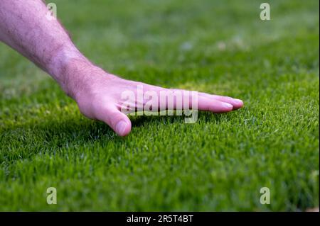 Symbol for taking care of the lawn. Hand feel the height of freshly cut grass. Stock Photo