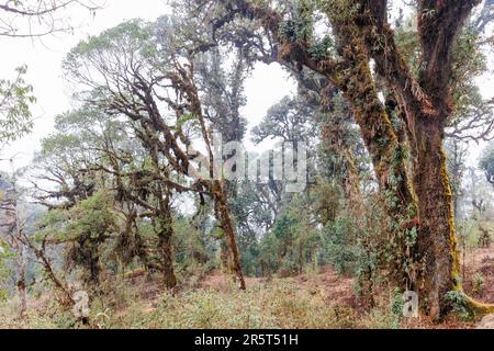 Nepal, Himalaya, Singalila National Park, Mossy oak forest in the sub-alpine zone, habitat of the Red Panda Stock Photo