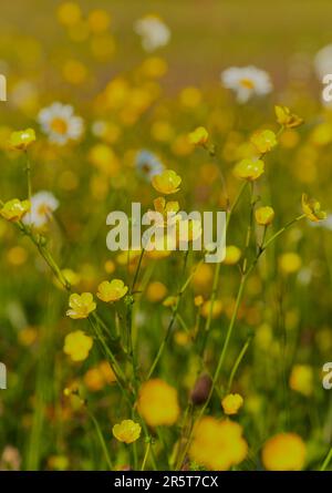 A field of wild buttercups shot close up. Stock Photo